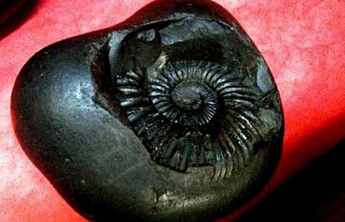 जोमसोममा शालिग्राम पार्क