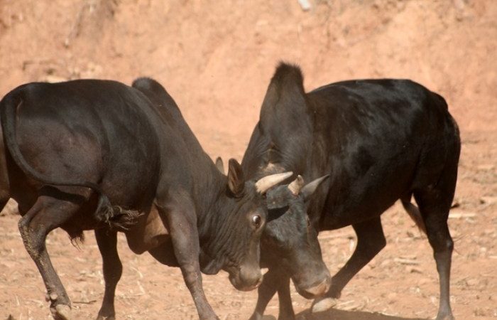 गोरु जुधाइ परम्परा