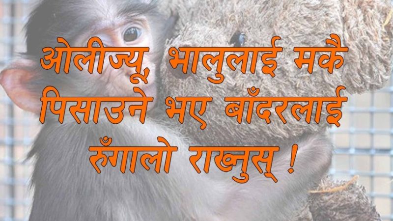 ओलीज्यू भालुलाई मकै पिसाउने भए बाँदरलाई रुँगालो राख्नुस् !  –प्रबुध्द घिमिरे