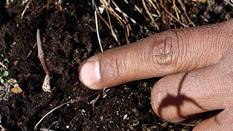 यार्सा संकलन : रहर भित्र कहर