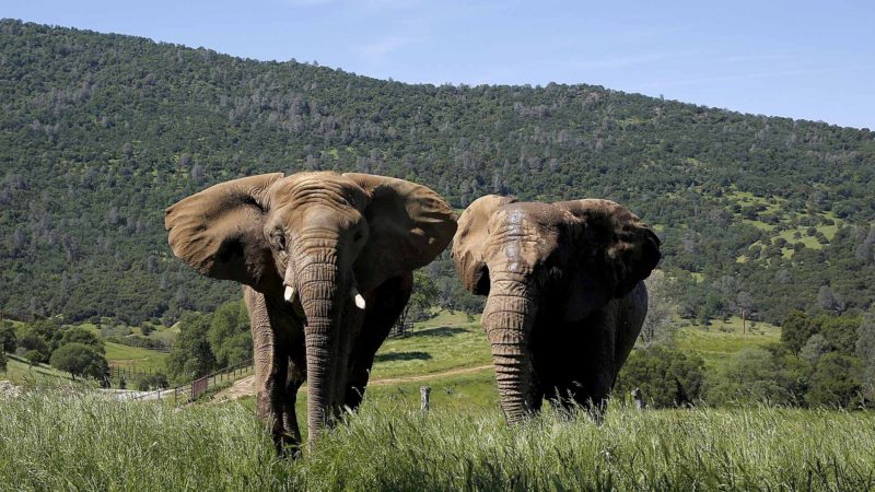 In this Friday April 26, 2019 photo African elephants Thika, left, and Mara walk through the Performing Animals Welfare Society's ARK 2000 Sanctuary near San Andreas, Calif. The more than 2,000 acre sanctuary was built more than a decade ago to provide a more natural environment to animals that have spent years displayed at zoo's or forced to perform at circuses. (AP Photo/Rich Pedroncelli)