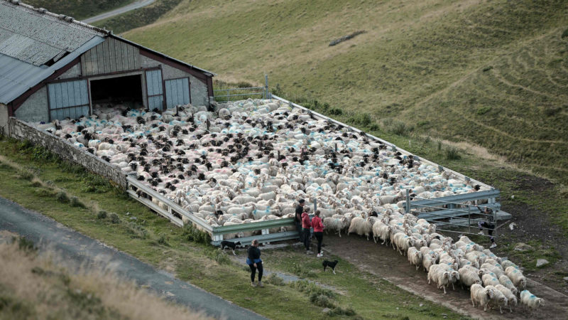 A ewe flock go out to graze in Iraty, Larrau, in the Pyrenees on July 24, 2019. - In the 'Ibarrondua kayolar' (shepherd house), at 1300 metres, at the foot of the Mount Orhy, eight herdsmen take turns from June to September to watch some 1,500 sheep and to prevent bear attacks. (Photo by IROZ GAIZKA / AFP)