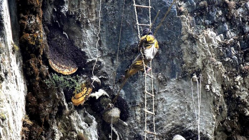ज्यान हत्केलामा राखेर भिर मौरीको शिकार