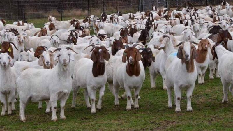 विदेश फापेन : गाउँमै भाग्योदय