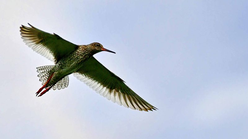 (190627) -- LHASA, June 27, 2019 (Xinhua) -- A common redshank flies over Lhalu wetland in Lhasa, southwest China's Tibet Autonomous Region, June 26, 2019. Lhalu wetland national nature reserve is known as "the Lung of Lhasa". (Xinhua/Zhang Rufeng)