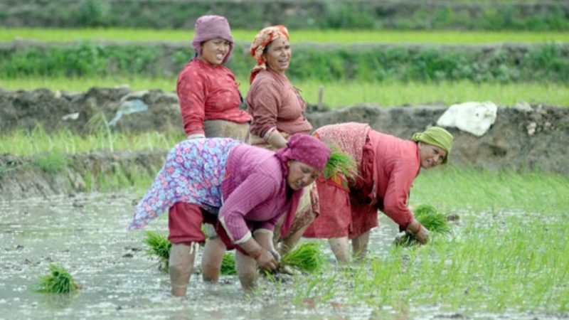 असारे गीतसँगै रैथाने धान पनि लोप हुँदै