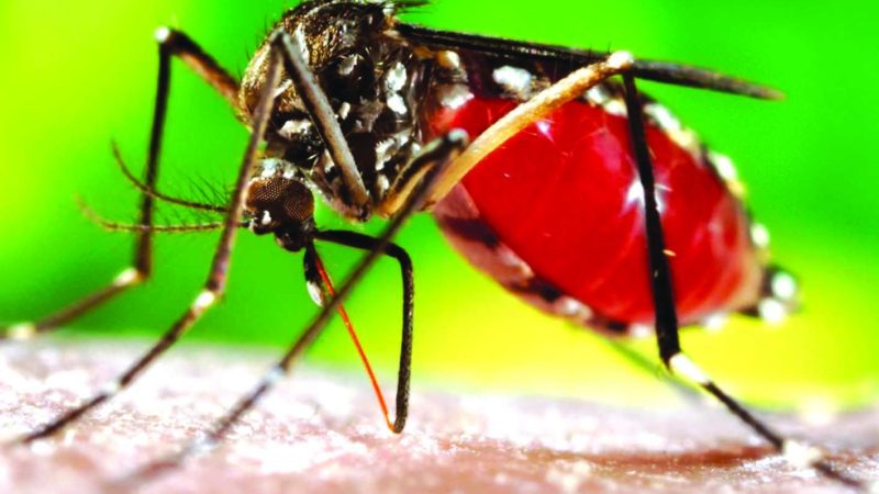 डेङ्गु तथा भाइरल ज्वरोका बिरामीको चाप बढ्दो