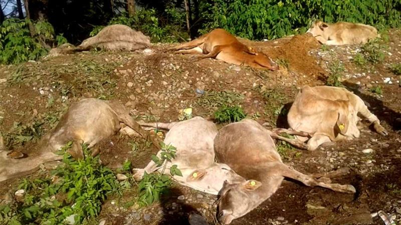 गाईगोरु मुत्यु प्रकरणः गृह मन्त्रालयद्वारा छानविन सुरु