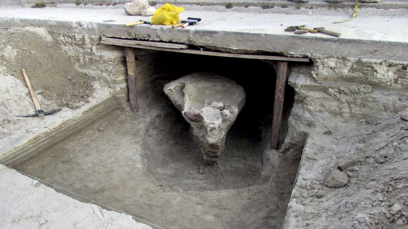 In this Aug. 28, 2019 photo, a fossil, apparently the head of a pre-historic toxodon, lays in a construction site in Cusco, Peru. The fossil was found by municipal workers preparing the area to lay down a road. (AP Photo/Juan Sequeiros)