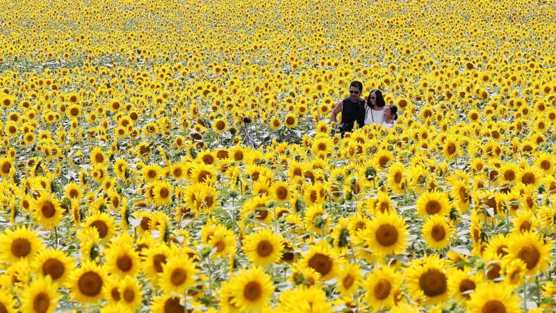 A family watches two millions of sunflowers while visiting a field in Hokuryu town, Hokkaido prefecture on August 5, 2019. - JAPAN OUT (Photo by JIJI PRESS / JIJI PRESS / AFP) / Japan OUT