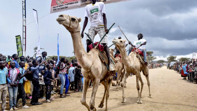 Participants cross the finish line as they take part in the annual Maralal Camel Derby in Maralal town, Samburu county, northern Kenya Saturday, Aug. 31, 2019. The annual camel race, now in its 30th year, attracts both local and international competitors to the dusty desert town. (AP Photo)