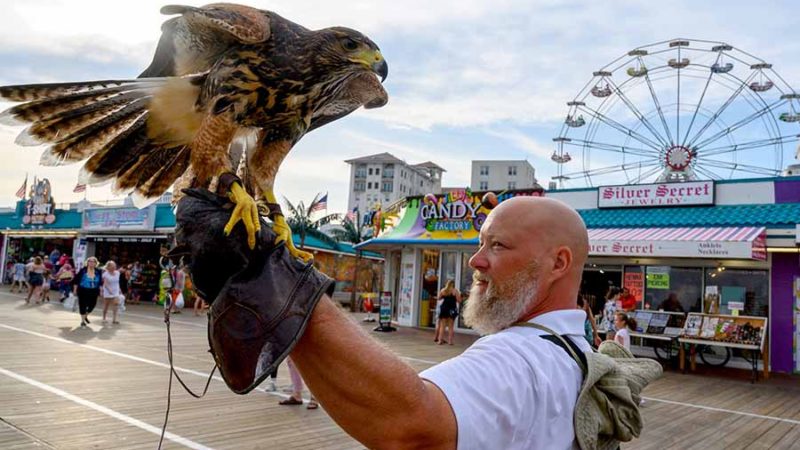 PJ Simonis walks the boardwalk with one of his harris hawks in Ocean City, New Jersey August 20, 2019. - For years, tourists enjoying the picturesque boardwalk in Ocean City, New Jersey have had to deal with some unwelcome visitors: marauding seagulls intent on stealing their lunch. "It's not that pleasurable to have to guard your food," said Hilary Larkin, who has been vacationing at the seaside resort for 36 years.  AFP/RSS.