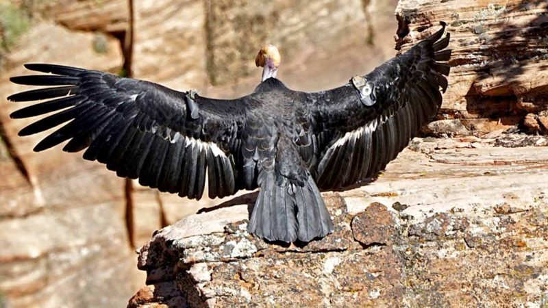 FILE - In this May 13, 2019 file photo provided by the National Park Service is a female condor in Zion National Park, Utah. Seven environmental and animal protection groups have filed the first lawsuit challenging the Trump administration's recent rollbacks to the Endangered Species Act. Their lawsuit filed Wednesday, Aug. 21, 2019, in federal court in San Francisco comes after the federal government announced last week it was rescinding some protections for wildlife. (National Park Service via AP, File)