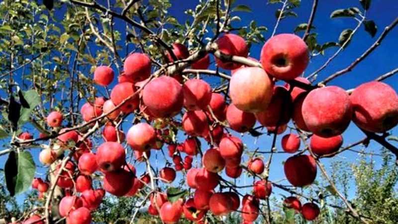 जुम्लामा स्याउ टिप्न भ्याइनभ्याइ