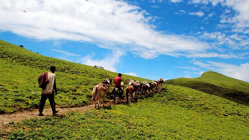 म्याग्दीको धवलागिरि गाउँपालिका–५ मल्कबाङबाट चेमली लेकमा रहेका गोठहरुकोलागि खच्चडबाट खाद्यान्न सामाग्री ढुवानी गर्दै स्थानीय । यहाँका स्थानीयले लेकमा परम्परागत पशुपालन गर्दै आएका छन । तस्वीर : कमल खत्री