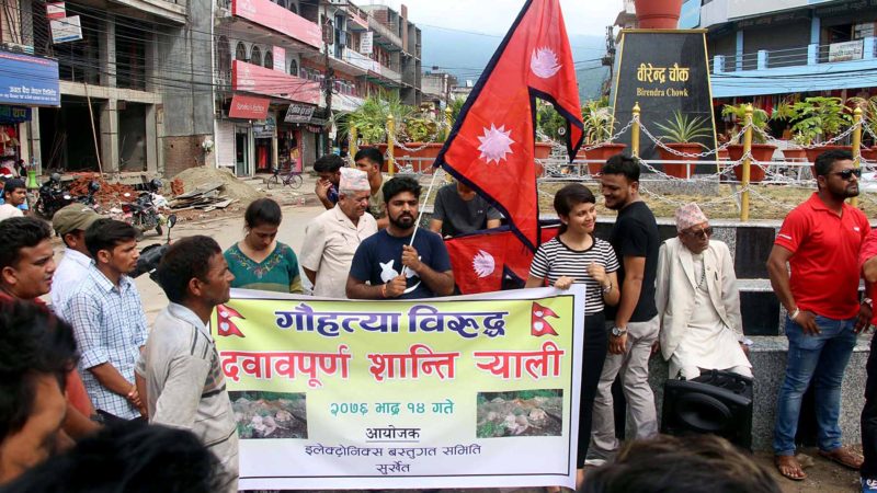 बेवारिसे गाई नेपालगञ्ज फिर्ता पठाइयो