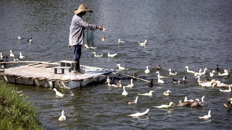 (190806) -- GILAN PROVINCE, Aug. 6, 2019 (Xinhua) -- A man feeds ducks on a pond in Gilan province, northern Iran, on Aug. 5, 2019. (Photo by Ahmad Halabisaz/Xinhua)