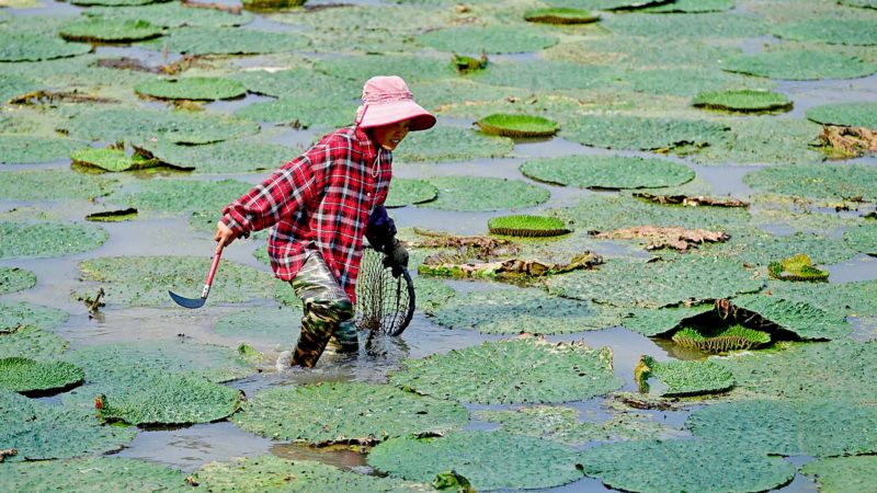 (190817) -- RONGAN, Aug. 17, 2019 (Xinhua) -- A farmer harvests gorgon nuts in Liangcun Village of Dongqi Township in Rongan County, south China's Guangxi Zhuang Autonomous Region, Aug. 16, 2019. Recently, Dongqi government has increased the poverty alleviation efforts in promoting gorgon nuts plantation. A practical industry mode that integrates planting base, companies, cooperatives and Internet has been developed to help local villagers get rid of poverty. (Xinhua/Huang Xiaobang)