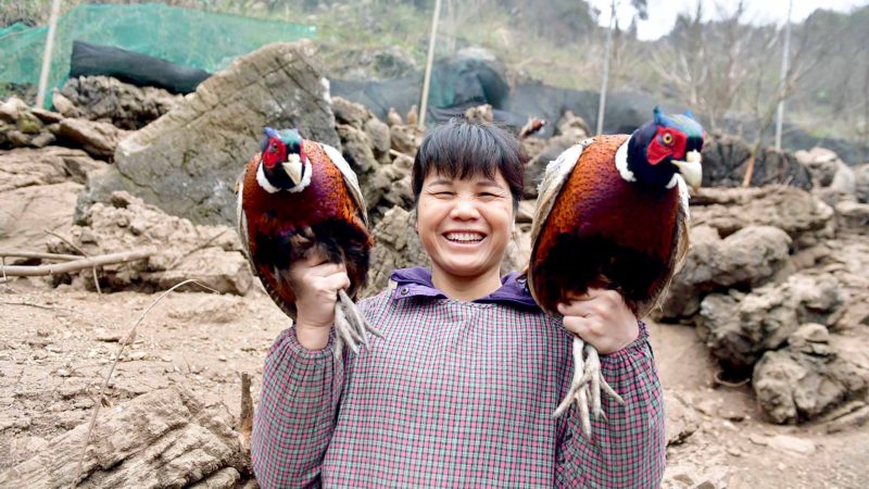 (190816) -- RONGSHUI, Aug. 16, 2019 (Xinhua) -- Luo Guizhi, wife of Long Gexiong, displays pheasants she raises at Tongbantun Village of Dongqi Township in Rongan County, south China's Guangxi Zhuang Autonomous Region, Feb. 4, 2019. Long Gexiong, a 51-year-old farmer of Tongbantun Village who had been a migrant worker for 20 years, returned to his hometown to start a farmer cooperative for fruit sales and rural tourism with his cousins in 2012. 
 Long and other farmers have planted plum trees and grapes covering a total area of more than 500 mu (about 33.33 hectares) and ramped up efforts to develop tourism industry tailored to local conditions over the past seven years. Besides leading local farmers in increasing income, Long himself also raised livestock, made wine and turned his home into a homestay, which helped his family lift out of poverty in 2018. 
 Apart from that, infrastructure construction has also been improved to be commensurate with the tourism development with the support of local government. The spring up of new tourists-oriented facilities including roads, toilets, parking lots and service centers boosted the transformation of the village into a model for others to follow suit and helped the village shake off poverty in 2018. (Xinhua/Huang Xiaobang)