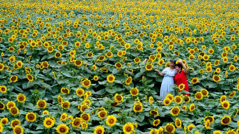 (190808) -- SHIJIAZHUANG, Aug. 8, 2019 (Xinhua) -- Tourists take selfies amid sunflowers at a planting base in Shahe, north China's Hebei Province, Aug. 7, 2019. (Xinhua/Yue Wenting)