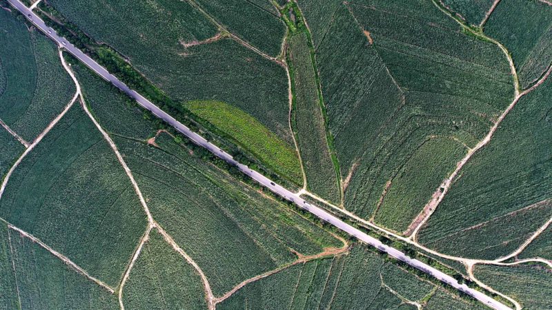 (190822) -- SHANGSI, Aug. 22, 2019 (Xinhua) -- Aerial photo taken on Aug. 21, 2019 shows sugar cane fields in Shangsi County of south China's Guangxi Zhuang Autonomous Region. There are over 28,667 hectares of sugar canes in Shangsi, one of the main sugar producing areas in Guangxi. (Xinhua/Cao Yiming)