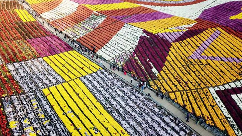 (190805) -- BEIJING, Aug. 5, 2019 (Xinhua) -- Aerial photo taken on Nov. 3, 2018 shows tourists visiting a chrysanthemum base at Yaogujiang Village in Xuanwei Township of Majiang County, southwest China's Guizhou Province. Guizhou, a landlocked province in southwest China, boasts itself with large mountainous areas and hills, which account for 92.5 percent of the province's total. As a pilot zone of national ecological civilization, Guizhou has in recent years been committed to developing itself into a tourist destination of mountain tourism to be known worldwide.
 Green development has become a name card for Guizhou, which can be manifested in that the province has over the years been ramping up measures in this regard, such as promoting the river chief system and the redline of environmental protection. The province's endeavor to advance ecological growth has yielded fruitful results. Forest coverage now stands at 57 percent. Good air quality days in key and county-level cities took up 97.2 percent and 97.7 percent, respectively. 
 With about 1,100 meters above sea level and an average temperature of 23 degrees Celsius in summer, Guizhou is home to some world natural heritage sites, including the Libo Karst, Shibing Karst, China Danxia and Mount Fanjingshan. Mount Fanjingshan, a natural habitat for more than 7,000 species of wild flora and fauna, is the best-preserved ecological area along the same altitude.
 The "Guizhou Day" event kicked off Sunday at the Beijing International Horticultural Exhibition. Visitors can tour the Guizhou Garden, a miniature landscape endowed with picturesque scenery and rich cultural heritages. (Xinhua/Yang Wenbin)