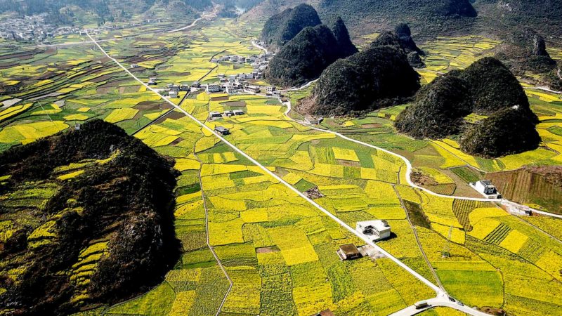 (190805) -- BEIJING, Aug. 5, 2019 (Xinhua) -- Aerial photo taken on March 9, 2018 shows cole flower fields in Mugang Township of Liuzhi special region of Liupanshui City, southwest China's Guizhou Province. Guizhou, a landlocked province in southwest China, boasts itself with large mountainous areas and hills, which account for 92.5 percent of the province's total. As a pilot zone of national ecological civilization, Guizhou has in recent years been committed to developing itself into a tourist destination of mountain tourism to be known worldwide.
 Green development has become a name card for Guizhou, which can be manifested in that the province has over the years been ramping up measures in this regard, such as promoting the river chief system and the redline of environmental protection. The province's endeavor to advance ecological growth has yielded fruitful results. Forest coverage now stands at 57 percent. Good air quality days in key and county-level cities took up 97.2 percent and 97.7 percent, respectively. 
 With about 1,100 meters above sea level and an average temperature of 23 degrees Celsius in summer, Guizhou is home to some world natural heritage sites, including the Libo Karst, Shibing Karst, China Danxia and Mount Fanjingshan. Mount Fanjingshan, a natural habitat for more than 7,000 species of wild flora and fauna, is the best-preserved ecological area along the same altitude.
 The "Guizhou Day" event kicked off Sunday at the Beijing International Horticultural Exhibition. Visitors can tour the Guizhou Garden, a miniature landscape endowed with picturesque scenery and rich cultural heritages. (Xinhua/Tao Liang)