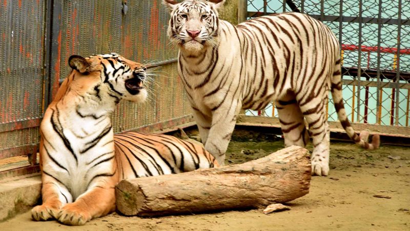 CHITTAGONG -- A white albino Bengal tiger (R) is seen at a zoo in Chittagong, Bangladesh, Aug. 24, 2019. It was the first white tiger born in Bangladesh. Xinhua/RSS.