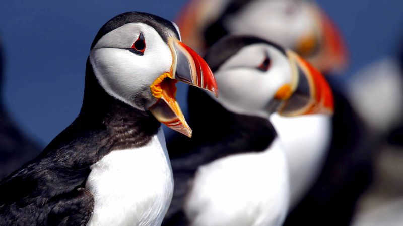 In this Saturday, July 20, 2019 photo, Atlantic puffins gather on Eastern Egg Rock, a small island off the coast of Maine. One of the most beloved birds in Maine is having one of its most productive seasons for mating pairs in years on remote islands off the state's coast.(AP Photo/Robert F. Bukaty)