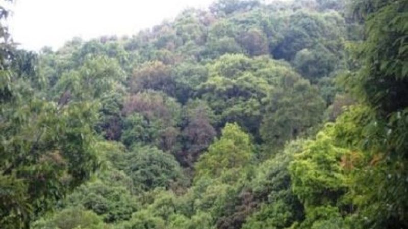 आम्दानीका स्रोत बन्दै निजी वन