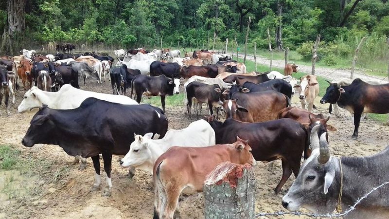 वडा कार्यालय परिसरमै बाँधिदिए स्थानीयले पशुचौपाया