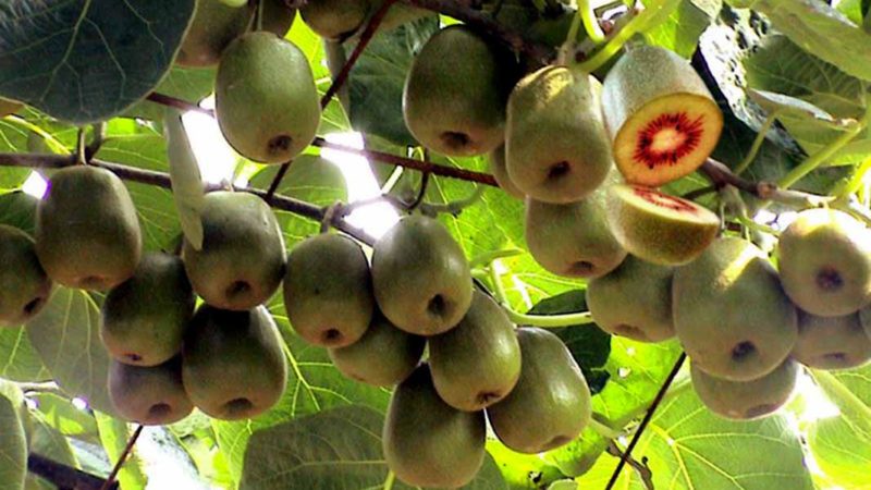 व्यावसायिक किवीखेतीमा कृषकको आकर्षण
