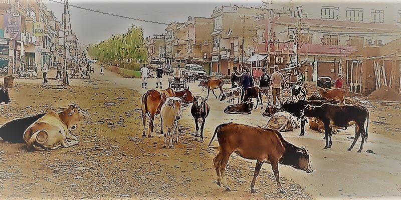 भाइ मार्ने र गाई मार्ने दुवै पापी र अपराधी हुन।