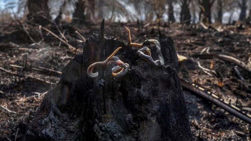 TOPSHOT - Baby snakes killed in a peatland forest fire are pictured at a palm oil plantation in Pekanbaru, Riau province, on September 4, 2019. Photo/RSS