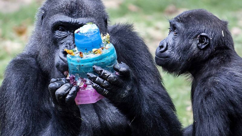 Western lowland gorilla, Honi with daughter, Amani eat a birthday cake treat in celebration of Amani's third birthday at the Philadelphia Zoo in Philadelphia, Pa., Wednesday, Sept. 4, 2019. Photo/RSS