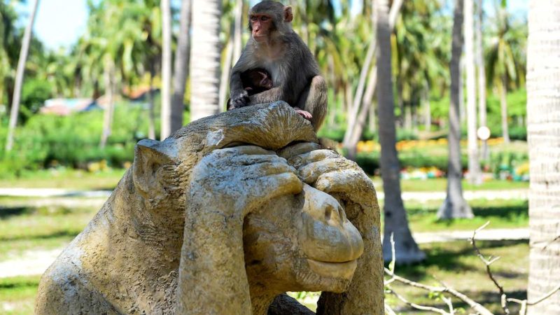 Monkeys sitting atop a sculpture at Monkey Island in Nha Trang, central Vietnam. - Menacing macaques snatch bags of crisps, water bottles, cookies and crackers from uneasy tourists on Vietnam's Monkey Island, a popular attraction decried as cruel by activists calling for an end to animal tourism in Southeast Asia. Photo/RSS