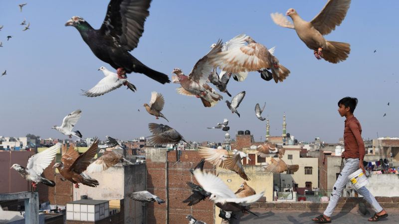 A keeper tends his pigeons on the roof of his house in the old quarters of New Delhi. - Pigeon flying, locally known as Kabootar Bazi, is a popular hobby among people living in the old quarters of the capital city. Photo/RSS