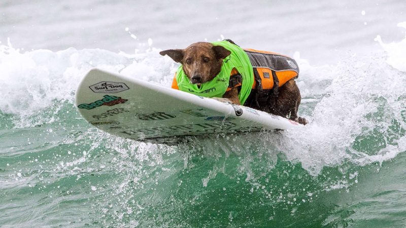 Parafina Martins competes in the 2019 Surf City Surf Dog contest on September 28, 2019 in Huntington Beach, California. AFP/RSS.