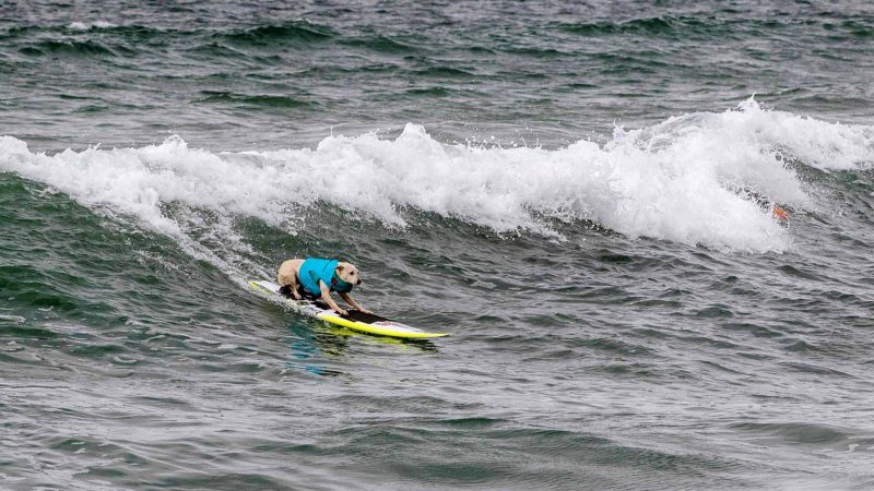Sugar Rustan competes in the 2019 Surf City Surf Dog contest on September 28, 2019 in Huntington Beach, California.  AFP/RSS