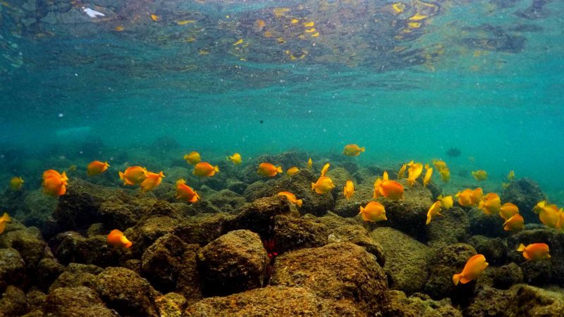 In this Sept. 12, 2019 photo, fish swim near bleaching coral in Kahala'u Bay in Kailua-Kona, Hawaii. Just four years after a major marine heat wave killed nearly half of this coastline’s coral, federal researchers are predicting another round of hot water will cause some of the worst coral bleaching the region has ever seen. AP/RSS. 