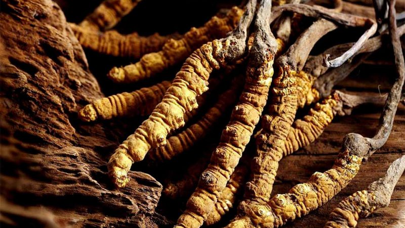 बिक्री नभएपछि घरमै थन्कियो यार्सागुम्बा
