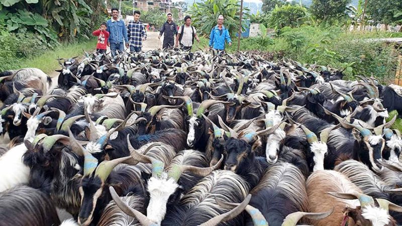 मुस्ताङगी च्याङग्रा मुस्ताङबाट बिक्रीका लागि बागलुङमा ल्याएका च्याङग्रा । यस वर्ष मुस्ताङगी च्याङग्राको मूल्य १८ हजारदेखि ३२ हजारसम्म पर्ने बताएका छन ।  तस्वीर : ध्रुबसागर शर्मा