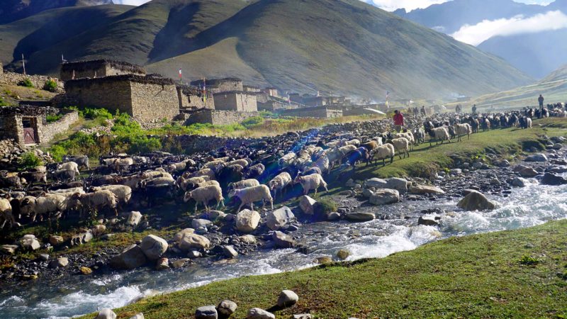 कर्णाली प्रदेशस्थित नेपालको सबैभन्दा उच्च स्थानमा रहेको डोल्पो बुद्ध गाउँ पालिकाअन्तर्गत धो तरापबाट दशैँका लागि मुस्ताङ हुँदै पोखरा–काठमाडौँसम्म लाँदै गरेको भेडाच्याङ्ग्रा । तस्वीर :ओपेन्द्र शर्मा