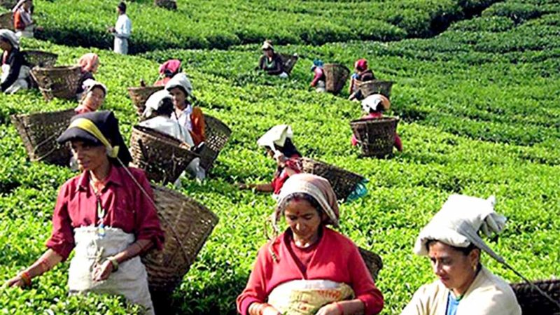 इलामको चियाः न लाग्छ शनिबार, न छुन्छ सार्वजनिक बिदाले
