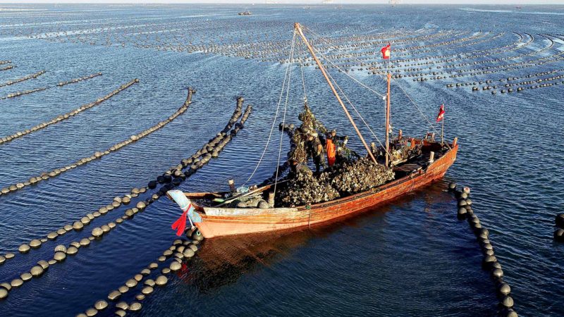 BEIJING -- Aerial photo taken on Sept. 23, 2019 shows fishermen harvesting oysters on an aquafarm in Changhai County, northeast China's Liaoning Province. Xinhua/RSS.