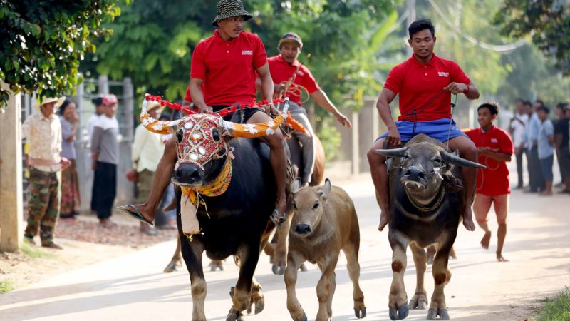 (190929) -- BEIJING, Sept. 29, 2019 (Xinhua) -- Contestants race their buffaloes during an annual buffalo race in Kandal province, Cambodia, Sept. 28, 2019. More than a thousand of local visitors flocked to the Vihear Sour pagoda here on Saturday to enjoy the water buffalo race, an annual event to mark the end of the Pchum Ben festival, or the Ancestors' Day. Xinhua/RSS