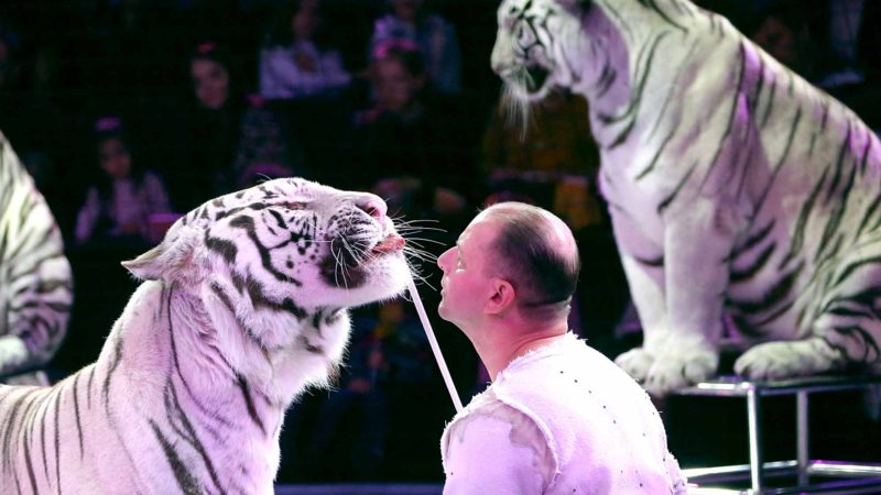 MINSK -- A trainer performs with tigers at the 2nd Minsk International Circus Arts Festival in Minsk, Belarus, Sept. 22, 2019. The festival closed on Sunday in Minsk. Xinhua/RSS.