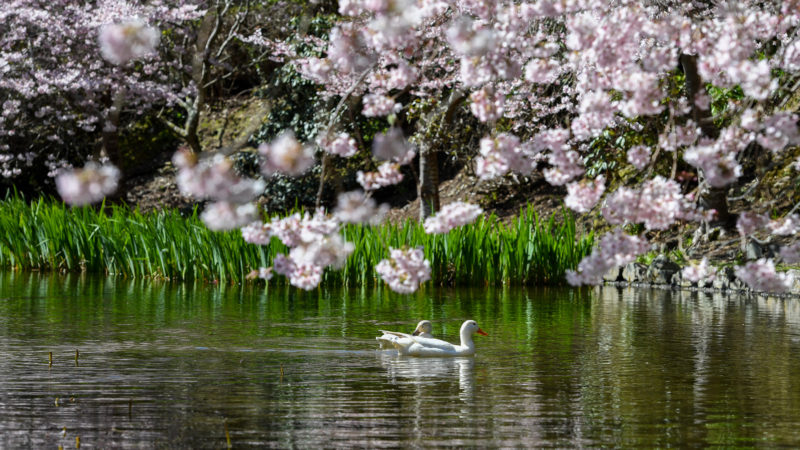 Cherry blossoms flourishing in the countryside of Wellington, New Zealand. New Zealand enters spring in the southern hemisphere. Xinhua/RSS