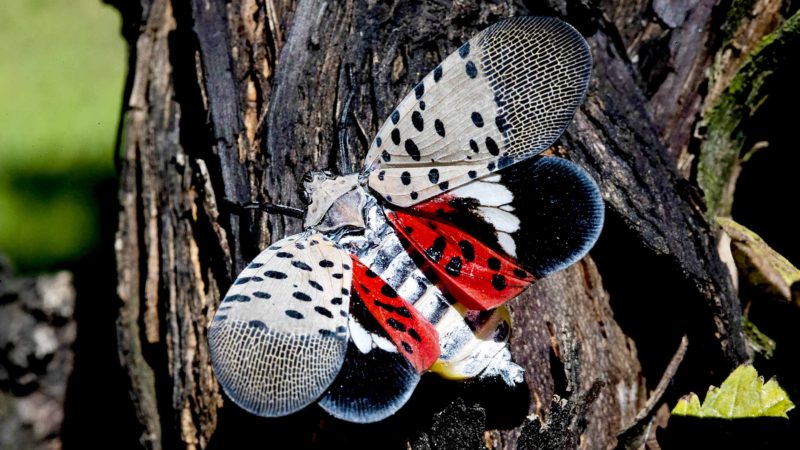 This Thursday, Sept. 19, 2019, photo shows a spotted lanternfly at a vineyard in Kutztown, Pa. The spotted lanternfly has emerged as a serious pest since the federal government confirmed its arrival in southeastern Pennsylvania five years ago this week. AP/RSS.