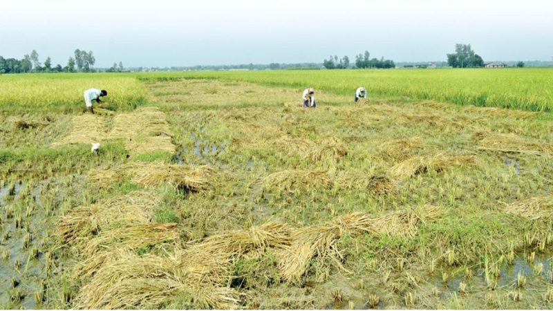 एक पटक धान रोपे तर दुई पटक बाली भित्र्याए